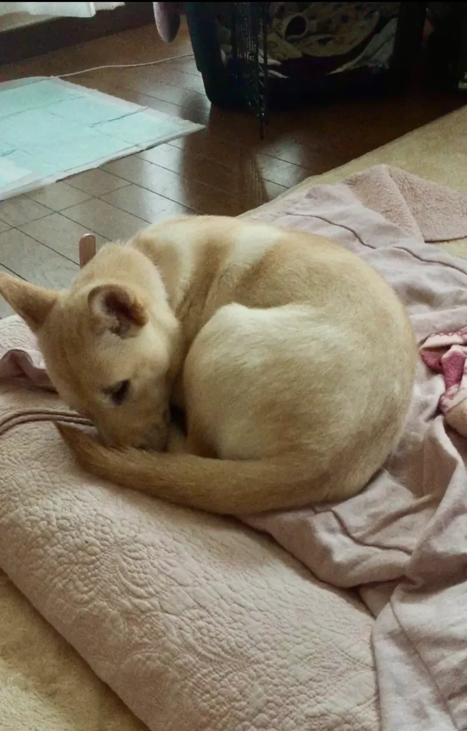 心を開いていない保護犬ナッツ
