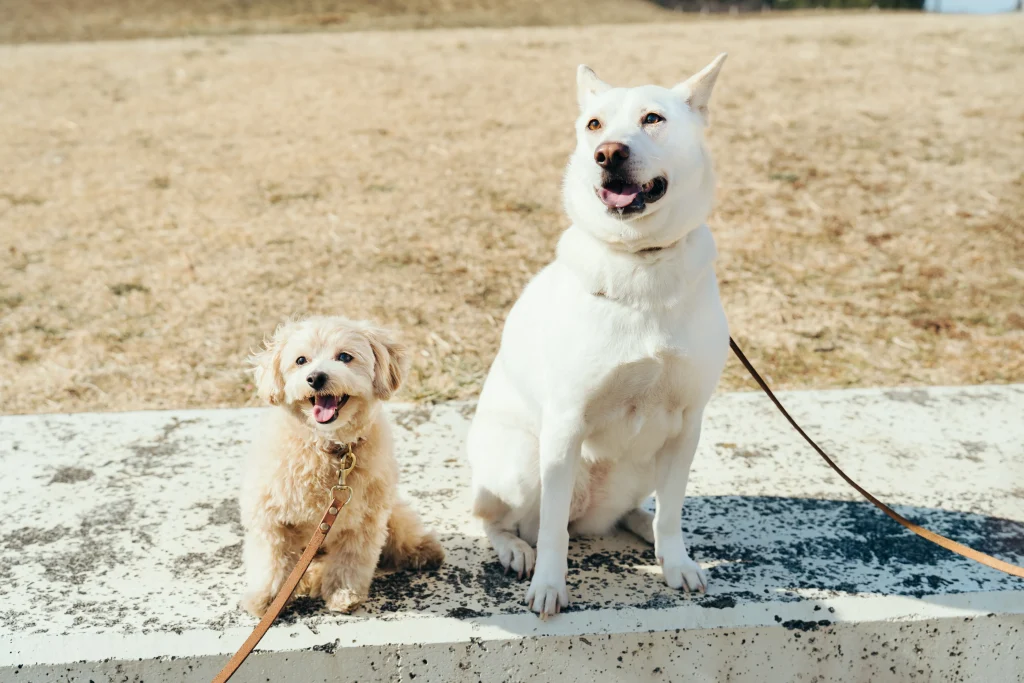 保護犬のココとナッツ